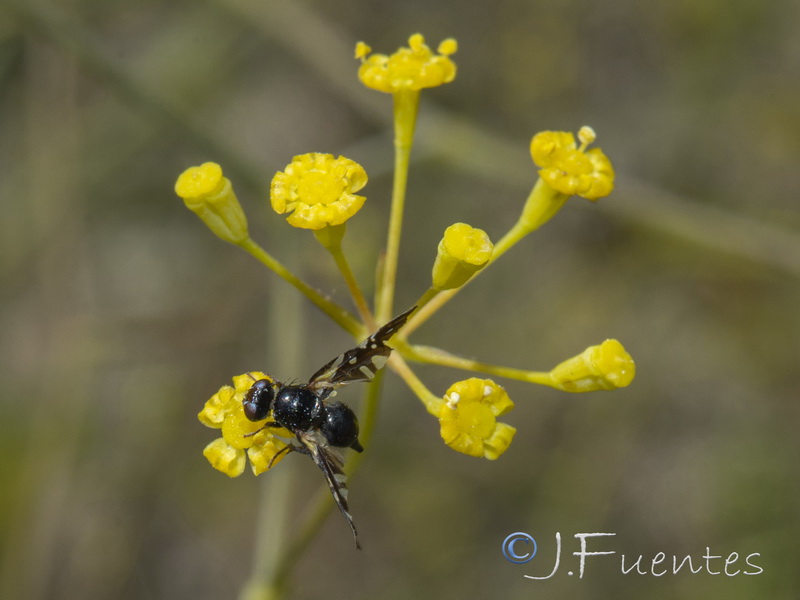 Bupleurum rigidum.23