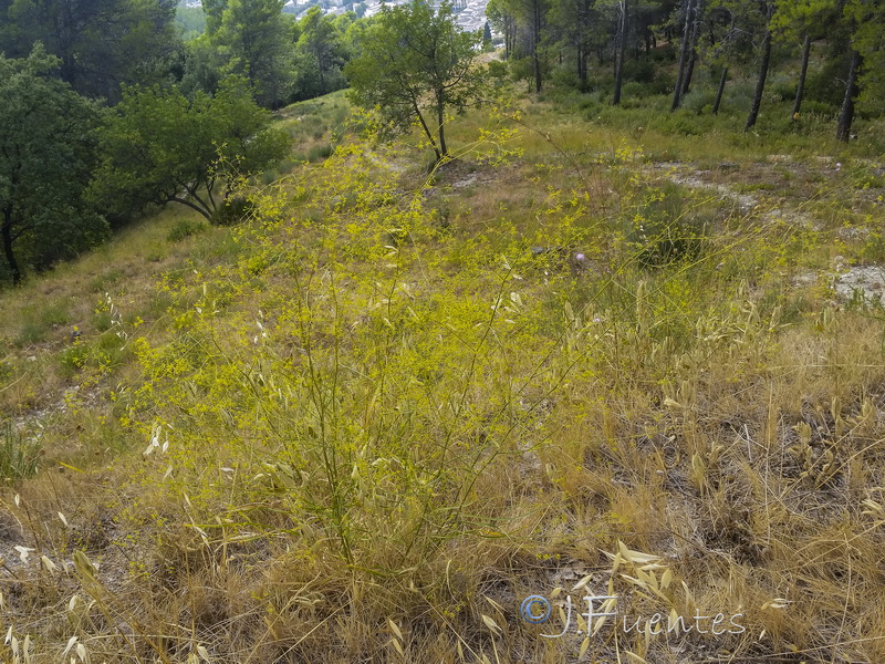 Bupleurum rigidum paniculatum.01