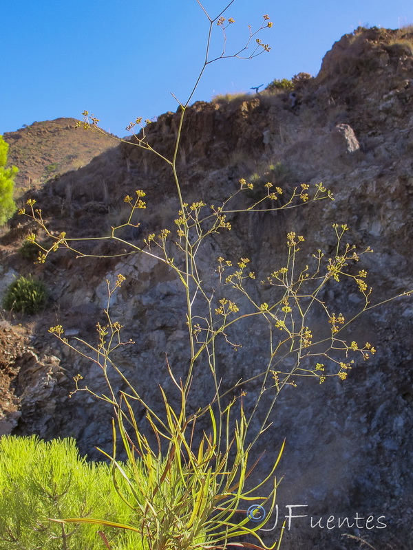 Bupleurum rigidum paniculatum.02