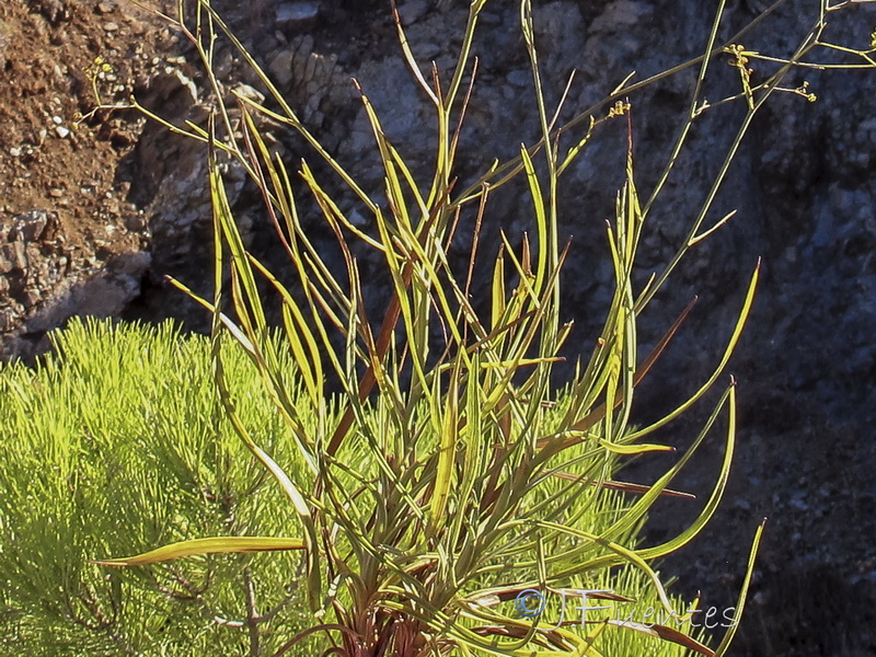 Bupleurum rigidum paniculatum.03