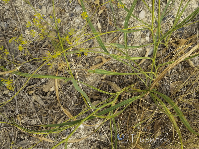 Bupleurum rigidum paniculatum.04