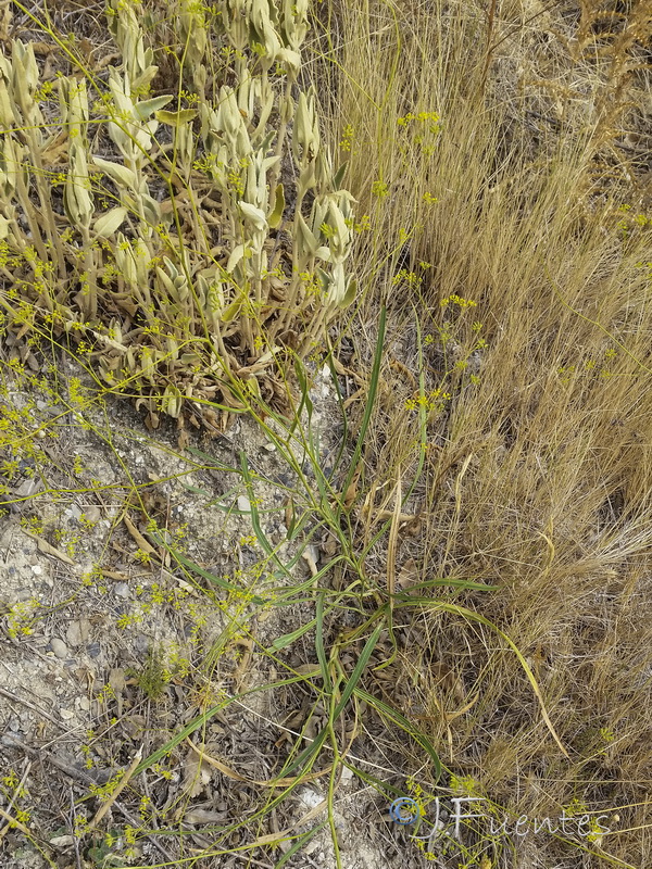 Bupleurum rigidum paniculatum.05