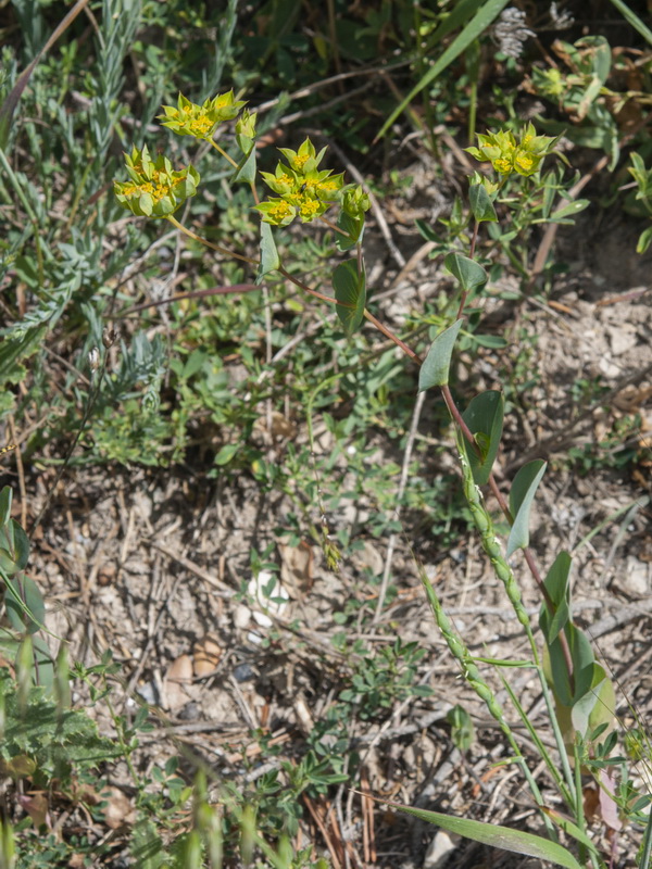 Bupleurum rotundifolium.03