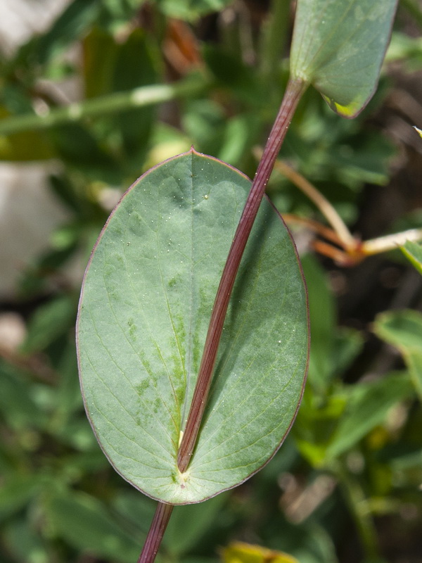 Bupleurum rotundifolium.05