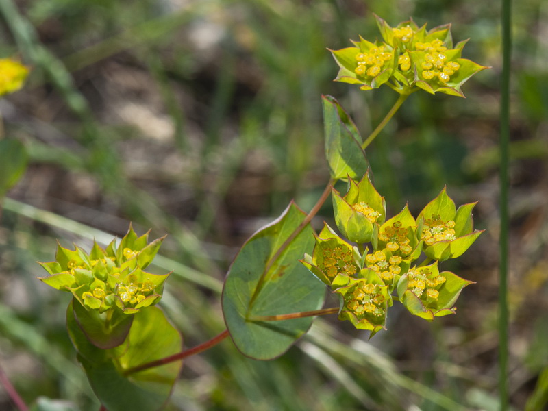 Bupleurum rotundifolium.06