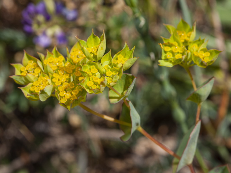 Bupleurum rotundifolium.07