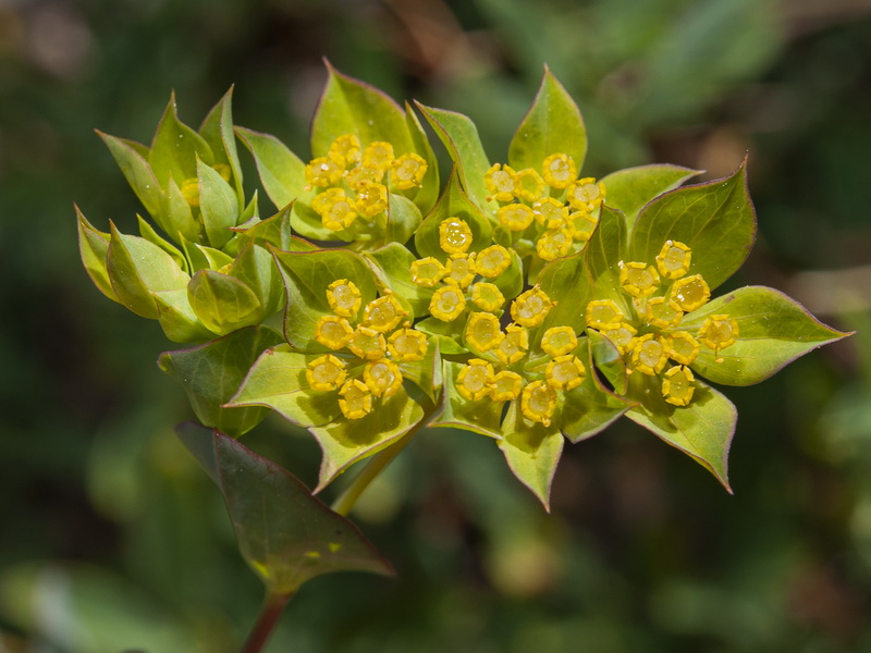 Bupleurum rotundifolium.09