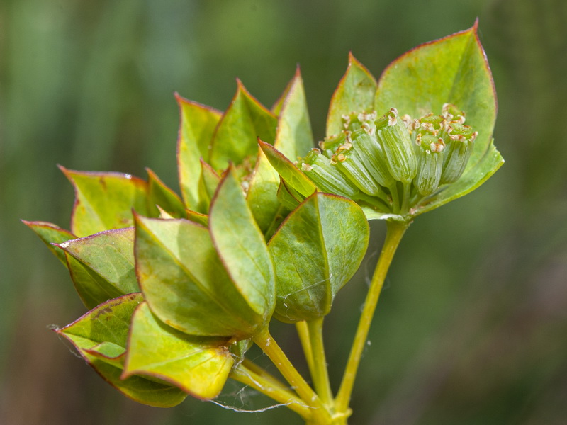 Bupleurum rotundifolium.11