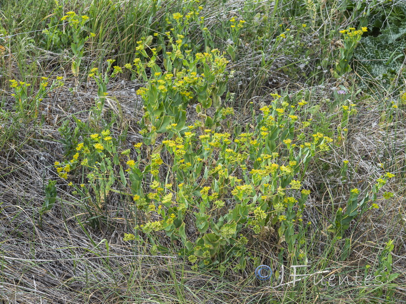 Bupleurum rotundifolium.12