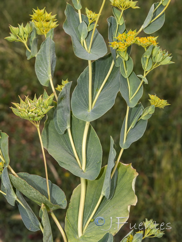 Bupleurum rotundifolium.13