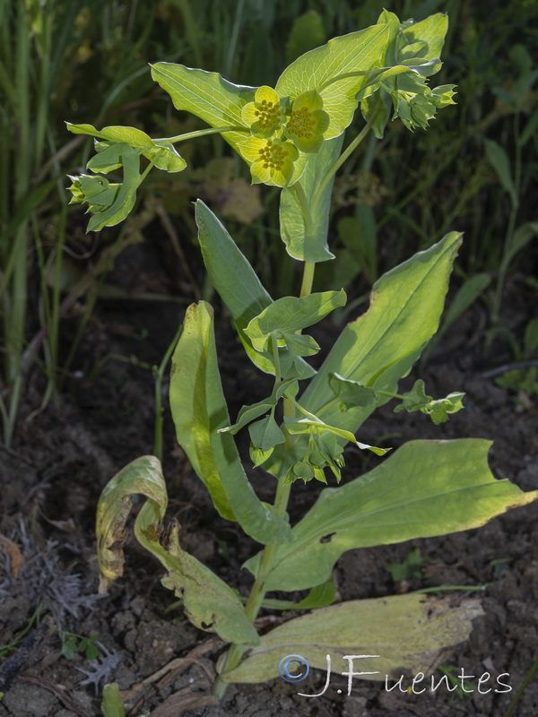 Bupleurum rotundifolium.01