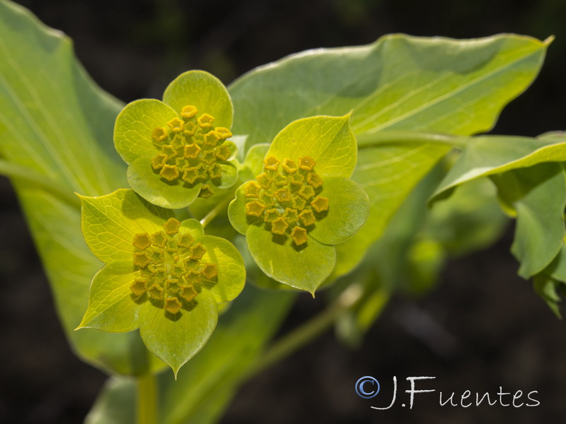 Bupleurum rotundifolium.18