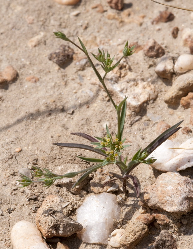 Bupleurum semicompositum.02