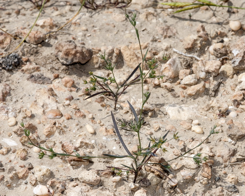 Bupleurum semicompositum.03