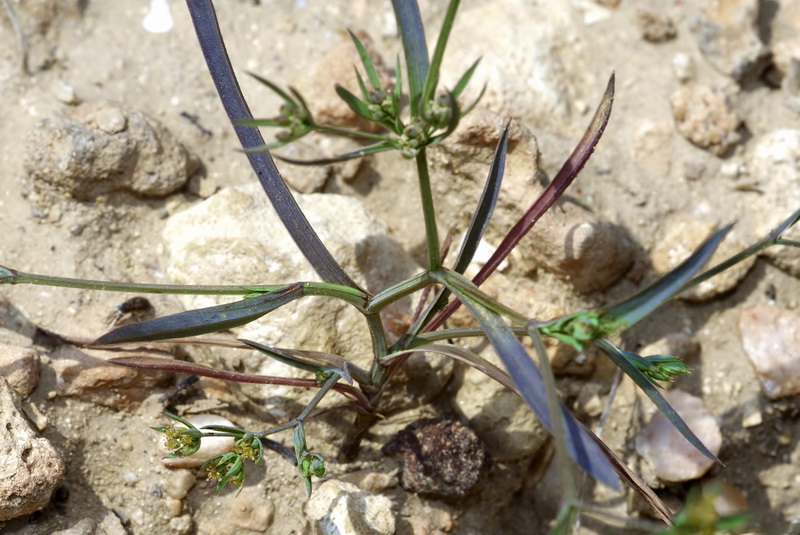 Bupleurum semicompositum.05