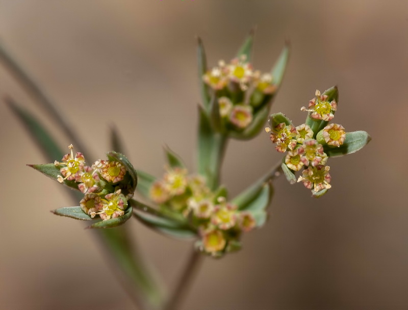 Bupleurum semicompositum.06
