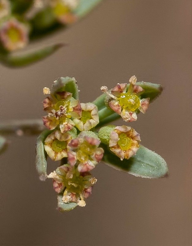 Bupleurum semicompositum.07