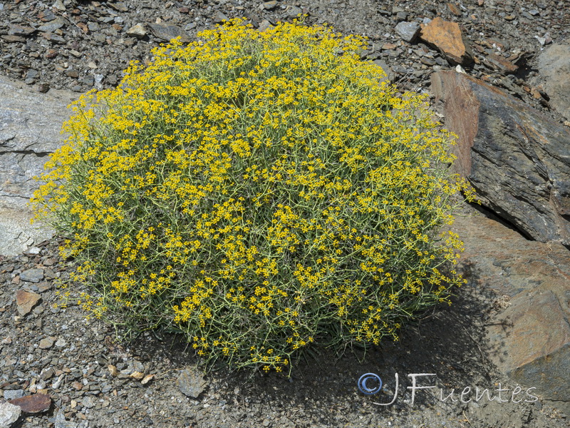 Bupleurum spinosum.01