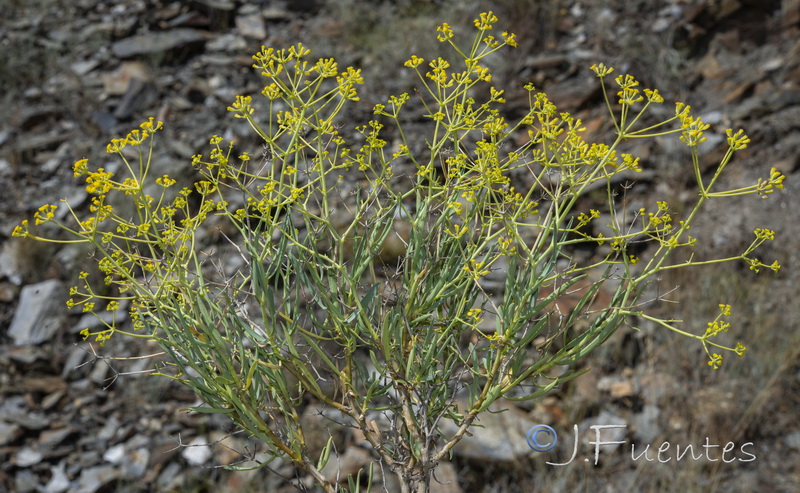 Bupleurum spinosum.02
