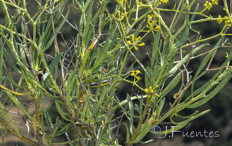 Bupleurum spinosum.03