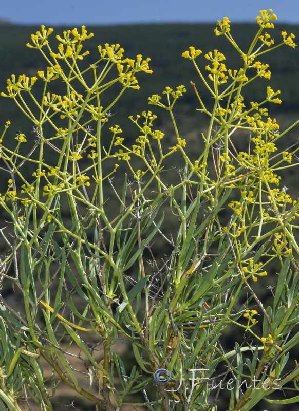 Bupleurum spinosum.04