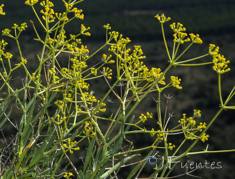 Bupleurum spinosum.05