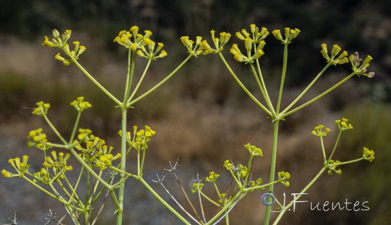 Bupleurum spinosum.06