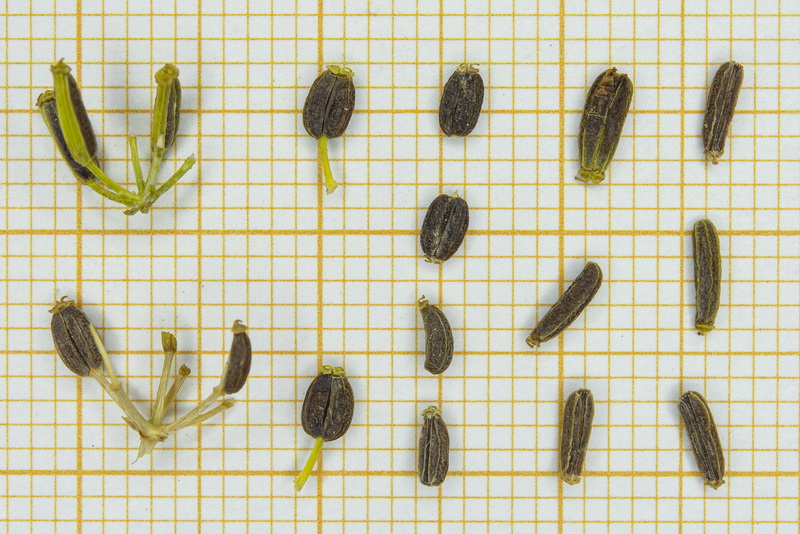 Bupleurum spinosum
