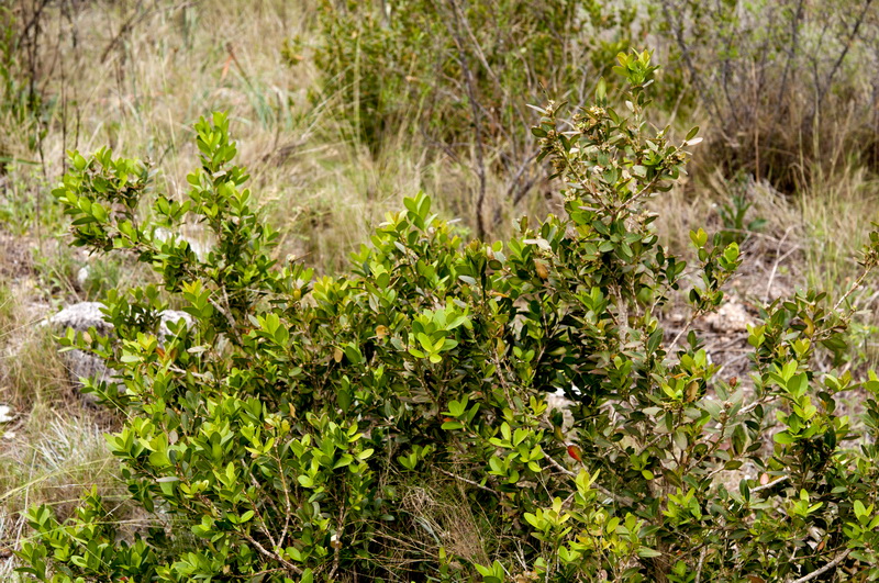 Buxus balearica.01