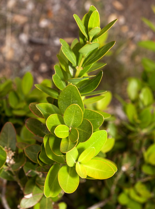 Buxus balearica.02