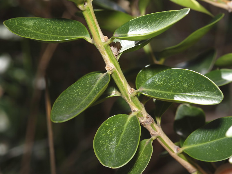 Buxus balearica.03