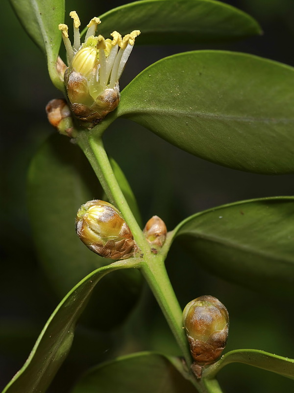 Buxus balearica.05