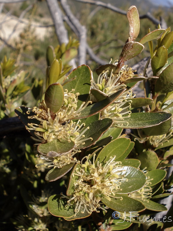 Buxus balearica.11