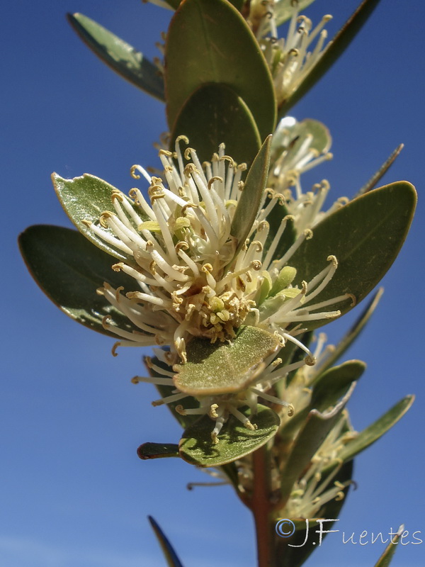 Buxus balearica.13