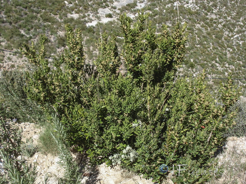 Buxus balearica.15