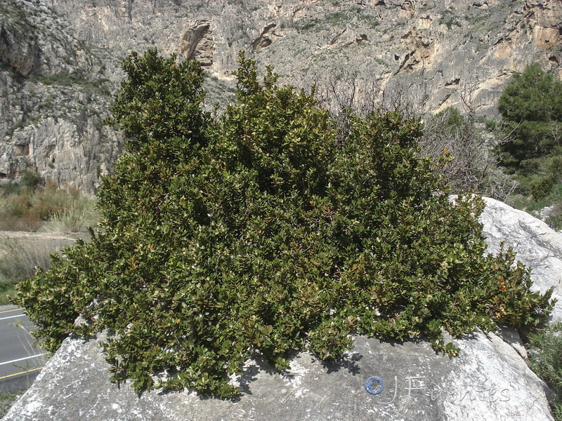 Buxus balearica.16