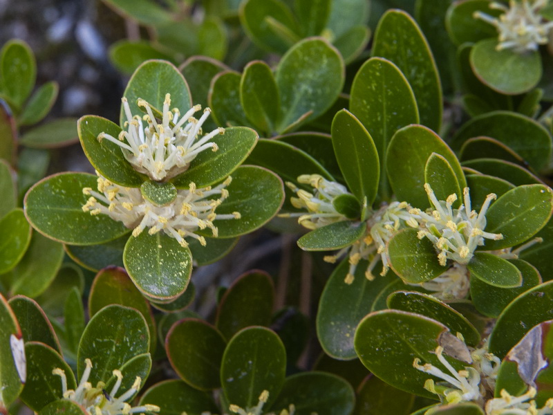 Buxus balearica.17