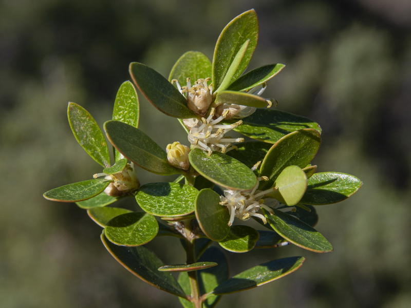 Buxus balearica.18