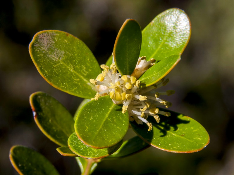 Buxus balearica.19