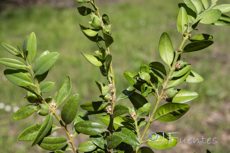 Buxus sempervirens.01