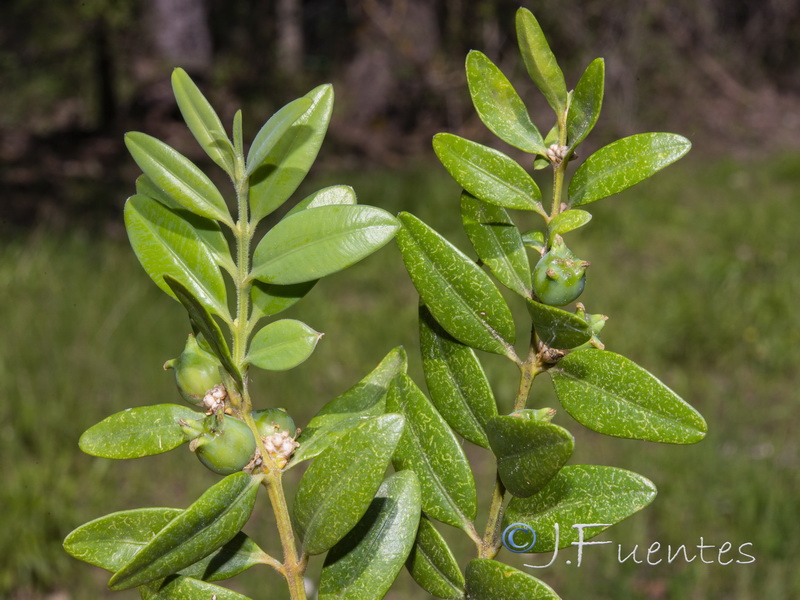 Buxus sempervirens.02