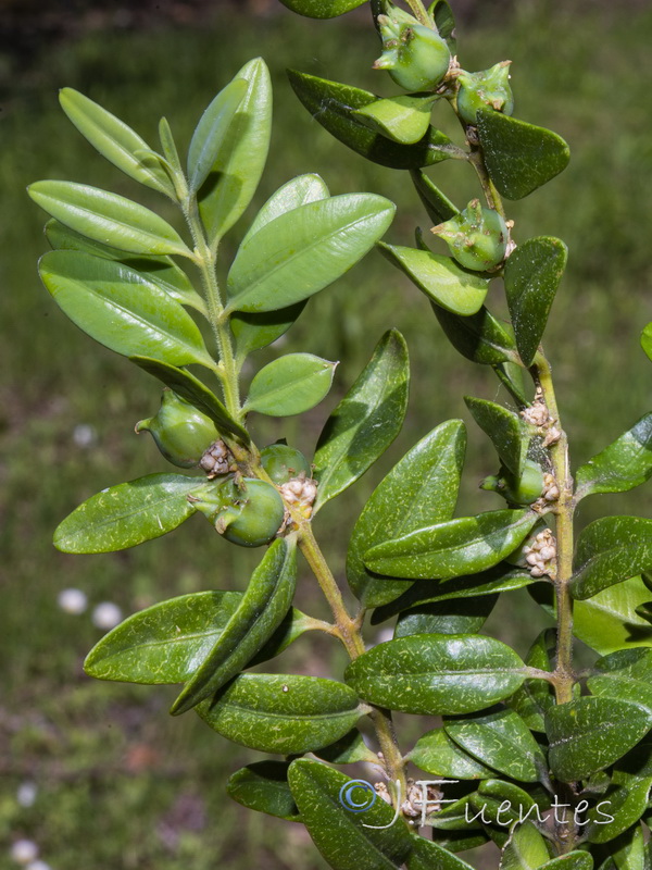 Buxus sempervirens.03