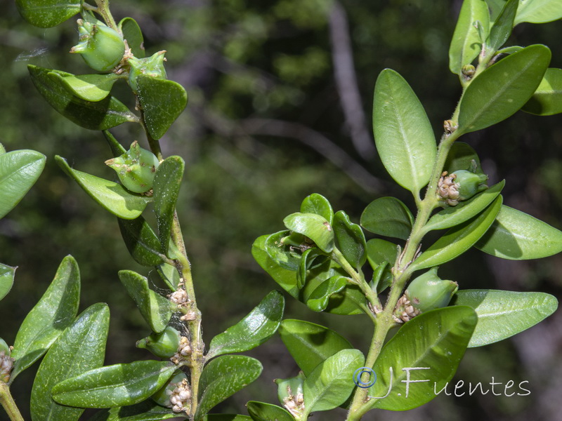 Buxus sempervirens.04