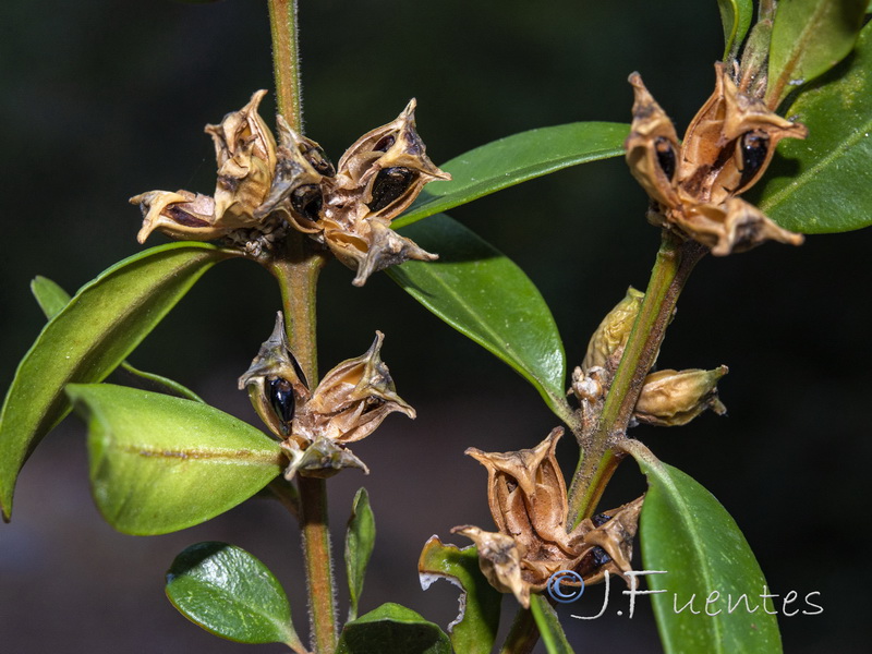 Buxus sempervirens.05