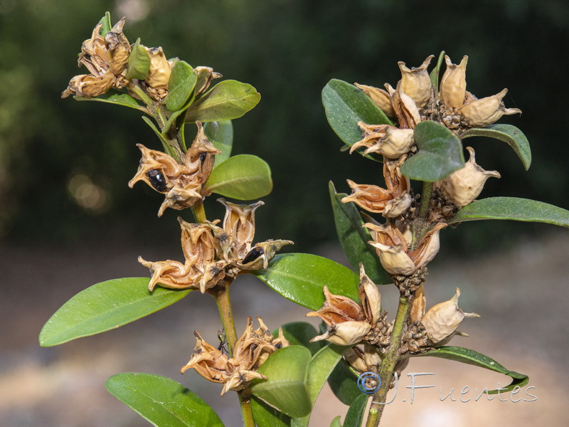 Buxus sempervirens.06