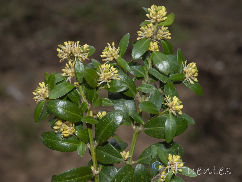 Buxus sempervirens.07