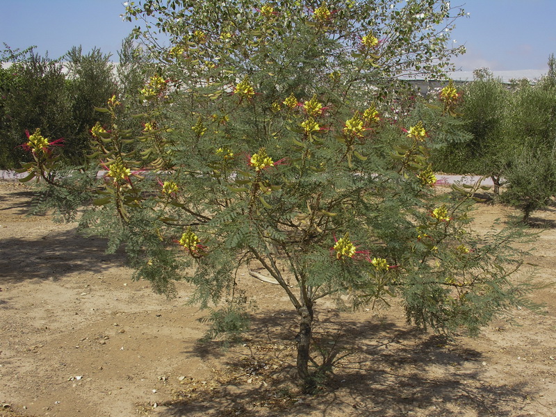 Caesalpinia gilliesii.01