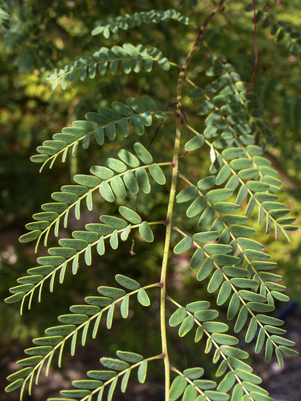 Caesalpinia gilliesii.05