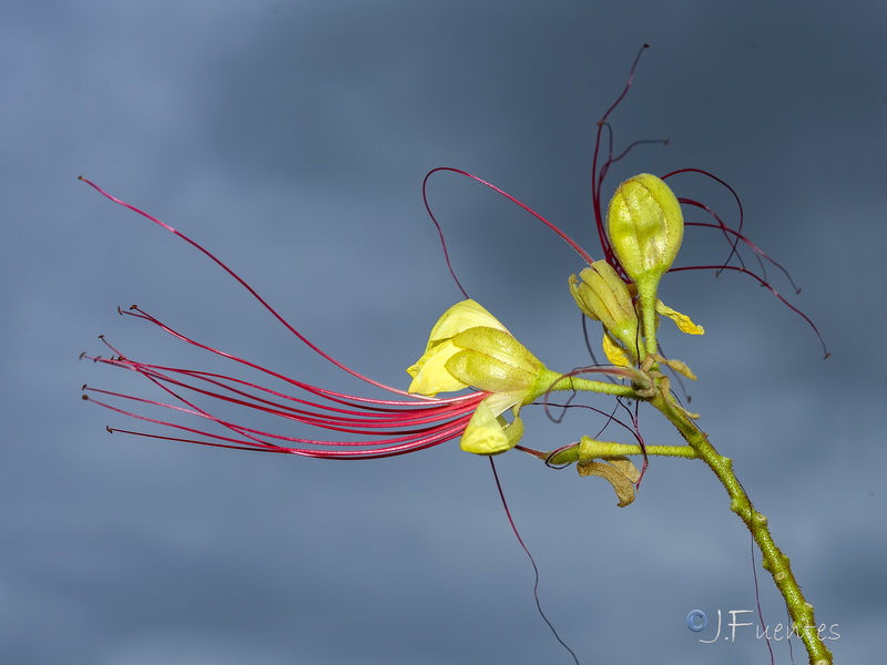 Caesalpinia gilliesii.07