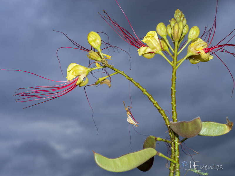 Caesalpinia gilliesii.08